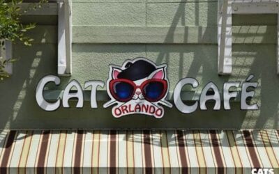 The Ultimate Guide to Owning and Running a Top Cat Cafe Franchise