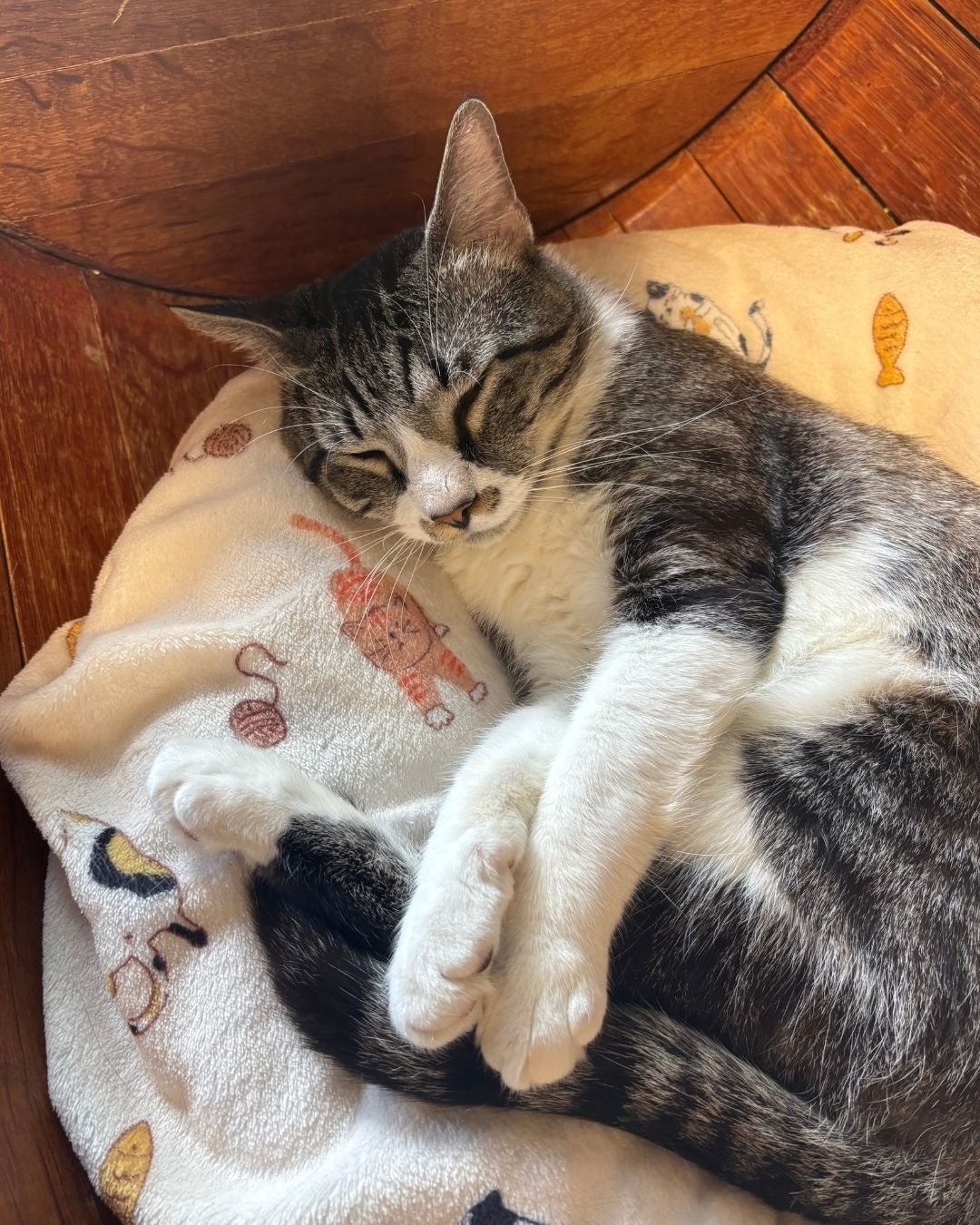 A cat napping in the cat lounge