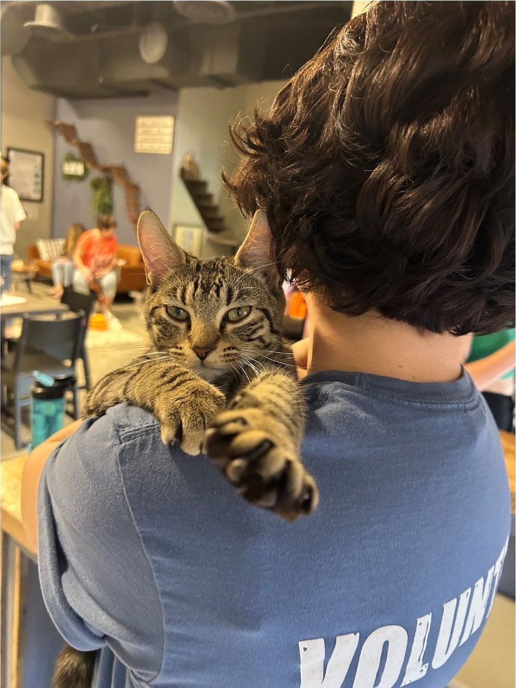 A team member caring for cats in the cat lounge